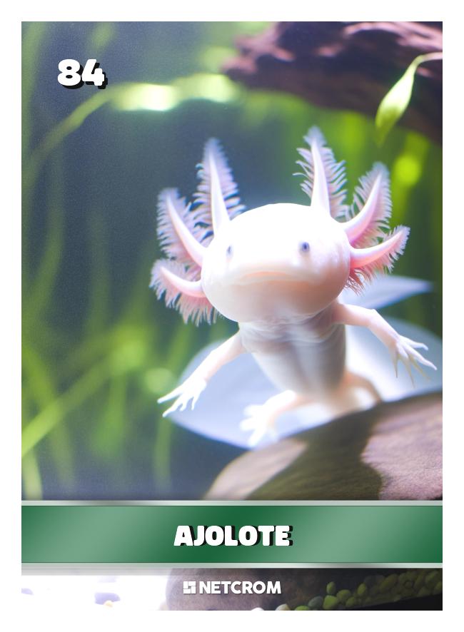Ajolote Ajolote