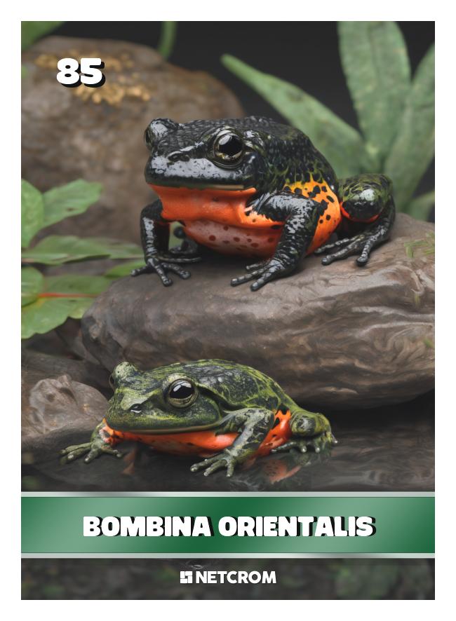 Bombina orientalis Bombina orientalis