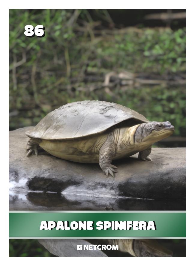 Apalone spinifera Apalone spinifera