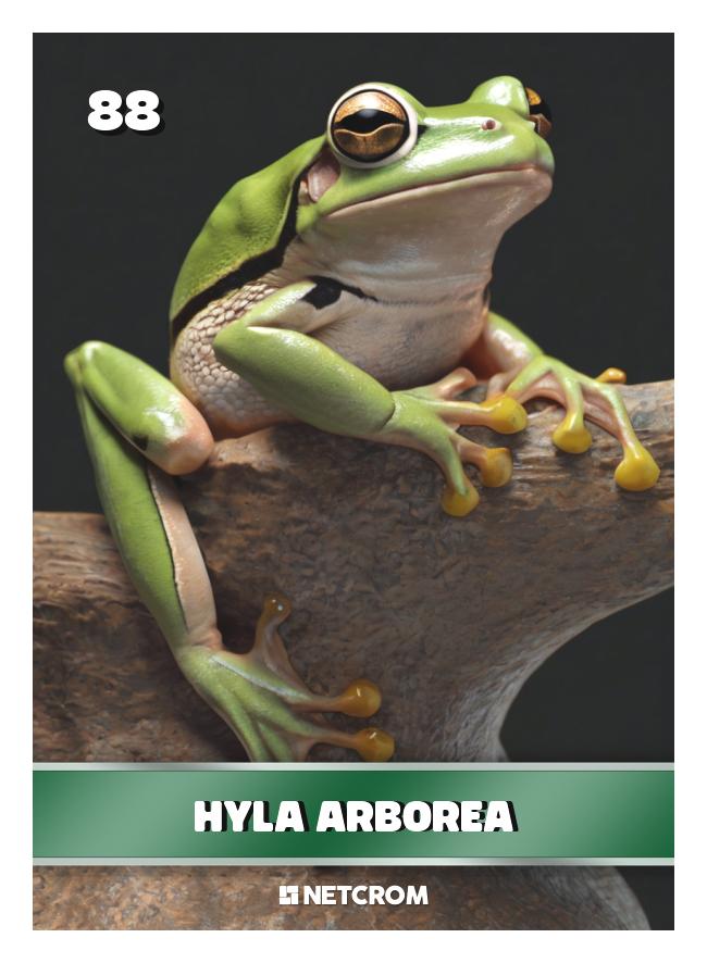Hyla arborea Hyla arborea