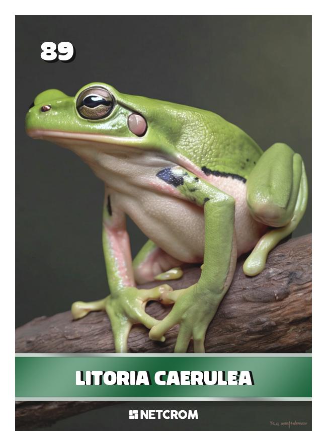 Litoria caerulea Litoria caerulea
