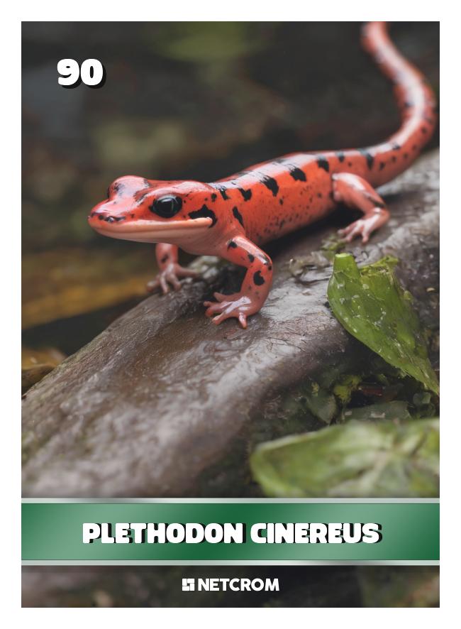 Plethodon cinereus Plethodon cinereus