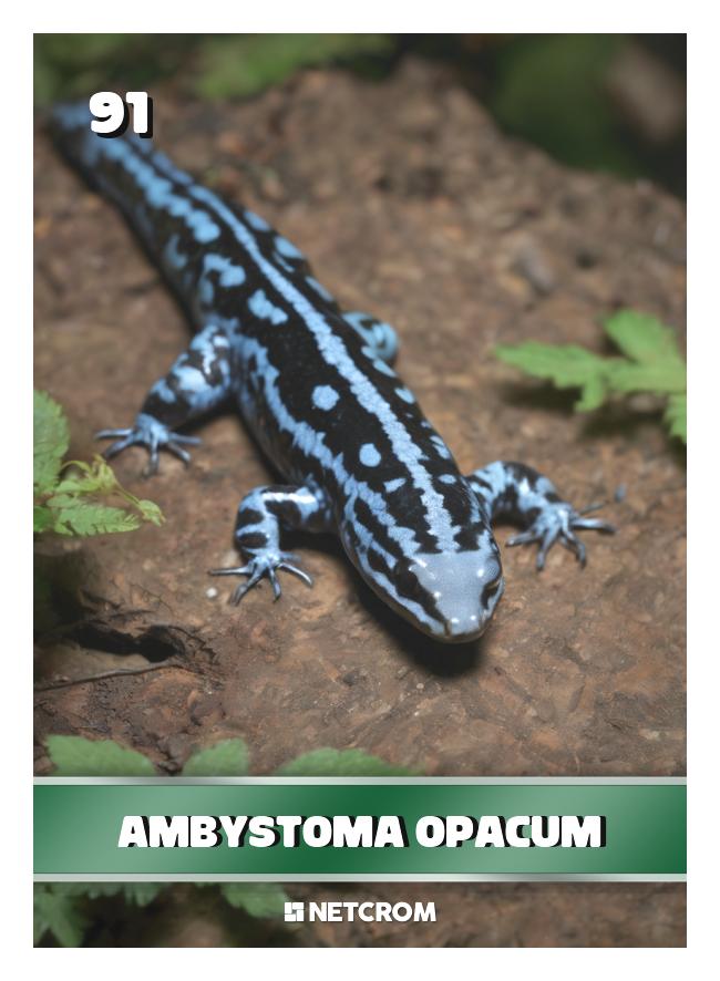Ambystoma opacum Ambystoma opacum