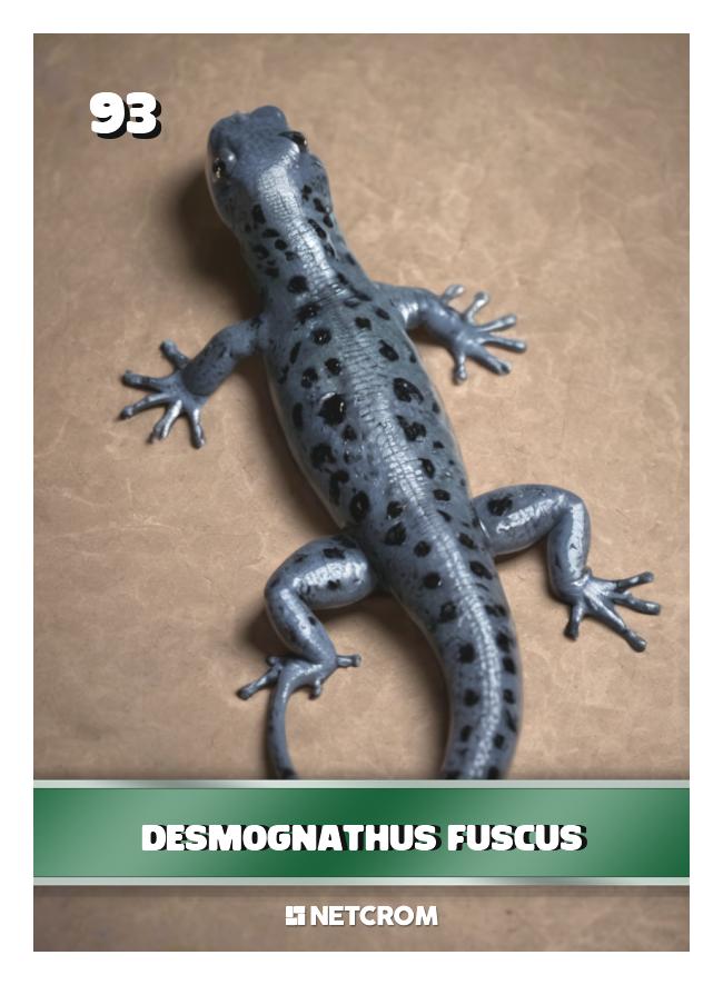 Desmognathus fuscus Desmognathus fuscus